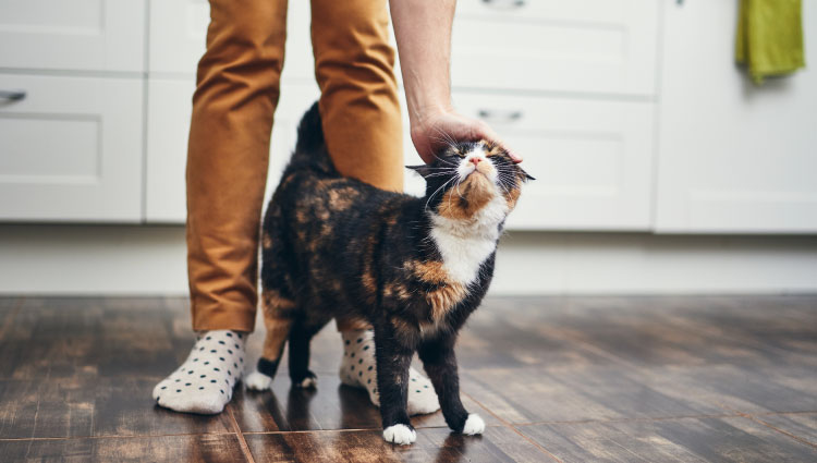 Making your pet's dream a reality with a Civista Mortgage.