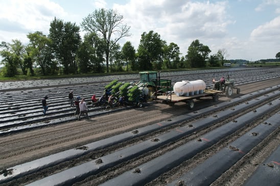 Planting the fields