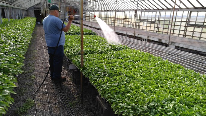 Watering greenhouse crops