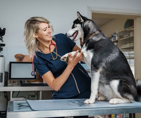 Veterinarian with a Husky dog